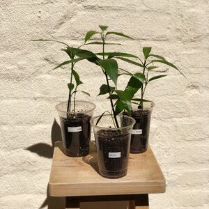 Mango Seedling Tree
